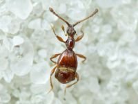 Pselaphus heisei