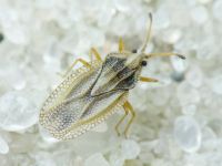 Elasmotropis testacea