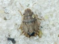 Sciocoris cursitans