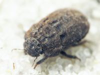 Odontoscelis (Obscuromorpha) hispidula