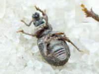 Trachyphloeus spinimanus