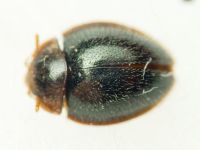 Agaricophilus reflexus