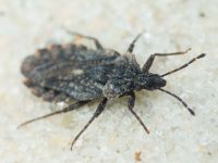 Aradus betulae