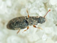 Monotoma brevicollis