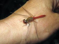 Sympetrum sanguineum
