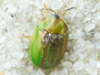 Cassidinae