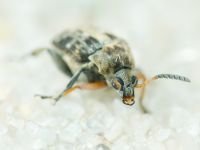 Bruchus affinis