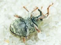 Cionus clairvillei