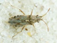 Nysius helveticus