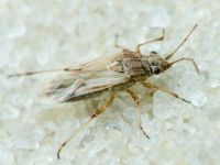 Nysius helveticus