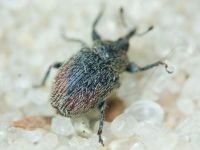 Rhinusa tetra