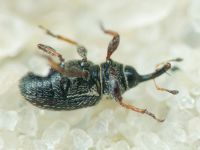 Mecinus plantaginis
