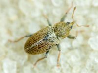 Tychius