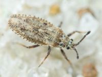 Tingis (Tropidocheila) maculata
