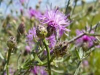 Centaurea stoebe