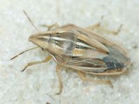 Aelia rostrata