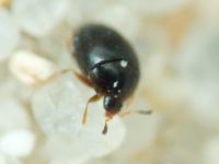 Orthoperus
