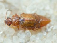 Staphylinidae