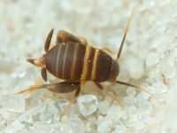 Myrmecophilus