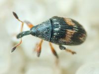 Nanophyinae