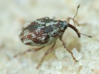 Ceutorhynchinae