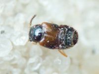 Staphylinidae