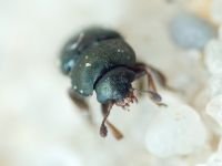 Nitidulidae