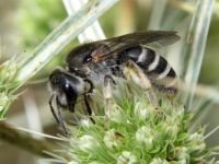 Hymenoptera