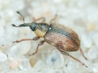 Gymnetron villosulum