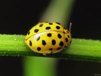 Psyllobora (Thea) vigintiduopunctata