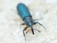 Mecinus janthinus