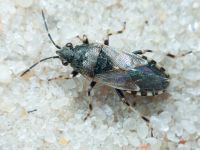 Heterogaster cathariae