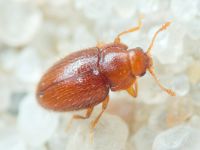 Mycetaea subterranea