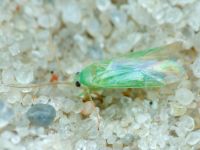 Miridae