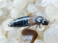 Staphylinidae