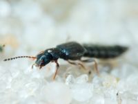 Staphylinidae