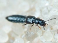 Staphylinidae