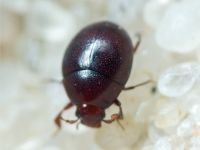 Abraeus perpusillus