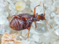 Stephostethus angusticollis