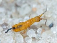 Insecta