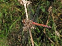 Sympetrum vulgatum