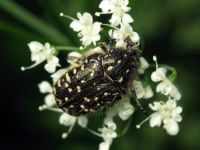 Oxythyrea funesta