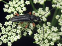 Anoplodera rufipes