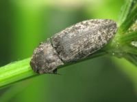 Agrypnus murinus