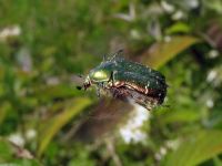 Cetonia aurata