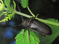 Prionus coriarius