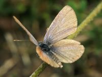 Polyommatus icarus