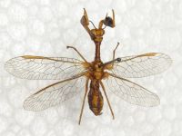 Mantispa lobata