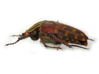 Lophorrhina quinquelineata