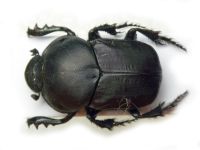 Onitis damoetas